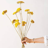 Yellow Yarrow
