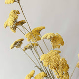 Yellow Yarrow